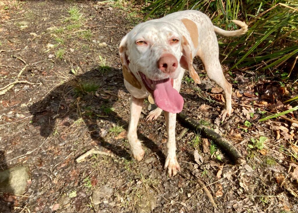 Daisy the pointer with open jaw and tongue out